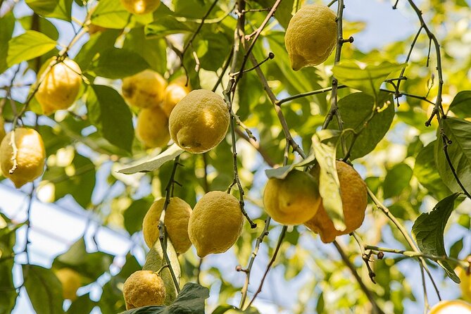Sorrento Ape Tour, Lemon Garden, Mozzarella Show & Pizza Class - The pizza lesson in Schiazzano
