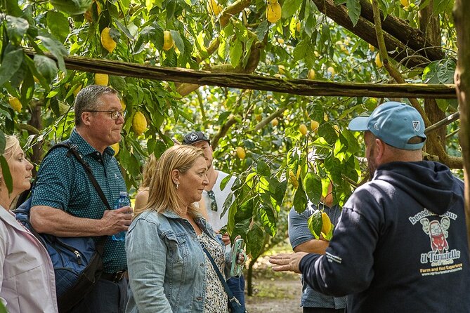 Sorrento Ape Tour, Lemon Garden, Mozzarella Show & Pizza Class - How the $229.29 price compares with the experience