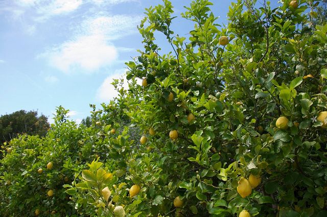 Sorrento farm by tuk tuk: pizza,limocello and cheese tasting - Limoncello with the local makers