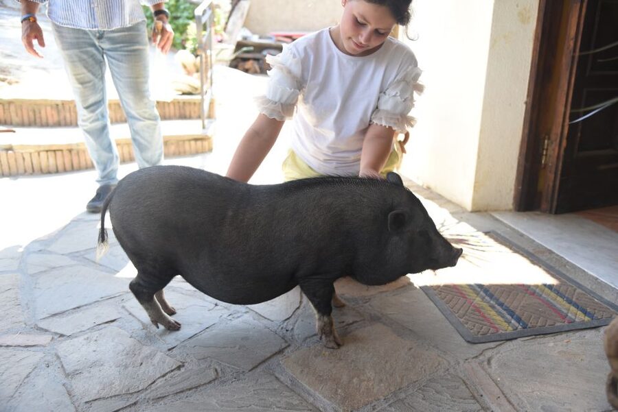 Sorrento: Farm Tour with Cheese Tasting & Pizza Making Class - Walking through crops, animals, and family-made products