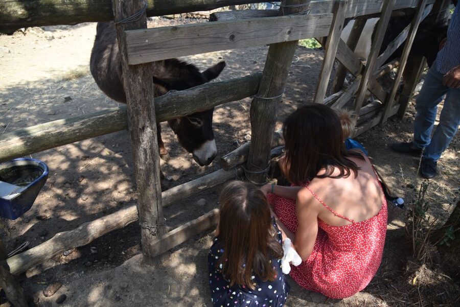 Sorrento: Farm Tour with Cheese Tasting & Pizza Making Class - Making pizza with the family