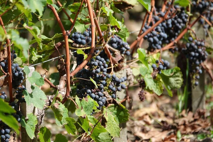 St. Emilion: Half Day E-Bike & Wine Tour with Wine & Cheese - Is $147 a fair price?