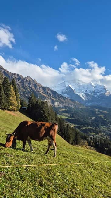 Sunset Hike with Cheese Fondue in Wengen - Who should book this experience?