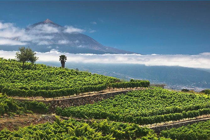 Tenerife Bodegas Monje Winery Tour with Wine and Cheese Tasting - Is $42.24 good value?