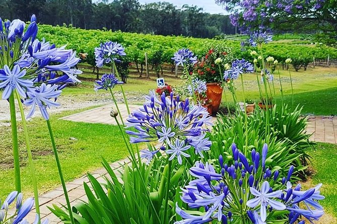 Tintilla Estate: Wine Tasting with a Meat and Cheese Platter - A deck built for a slow Hunter Valley pause