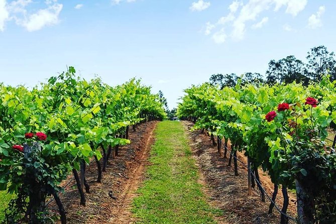 Tintilla Estate: Wine Tasting with a Meat and Cheese Platter - Best for couples, friends, and private groups