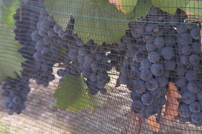 Tour of the Tradition and History of Cheese and Wine in Querétaro - Bocanegra’s six-cheese tasting