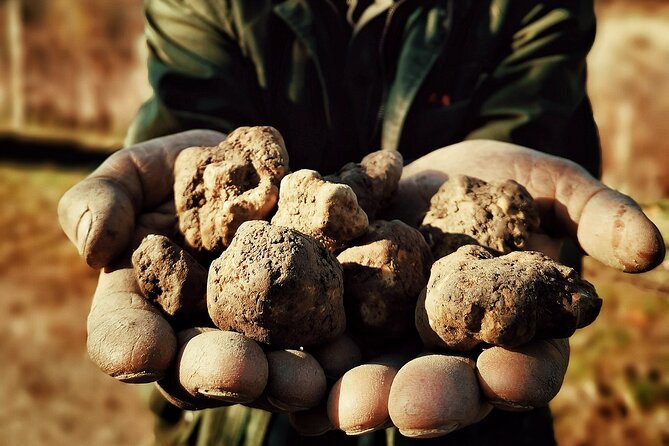 Truffle Hunting and Cheese, Truffle & Wine Tasting near Alba - Returning to Monvino for cheese and wine