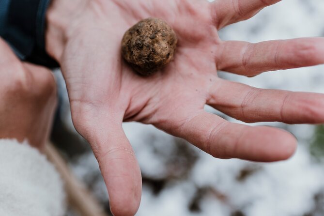Truffle Hunting and Cheese, Truffle & Wine Tasting near Alba - Who will enjoy this Piedmont morning