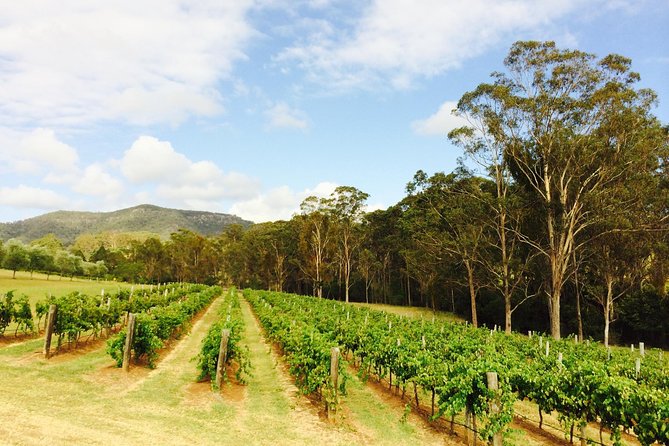 Tulloch Wines- Mystery Wine Tasting Experience with Local Cheese and Charcuterie - A Booklet You Can Use After the Visit