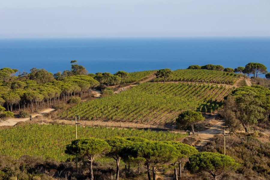 Tuscany: Ripalte Design Winery Wine and Cheese Tasting Tour - Key points to know before booking