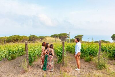Tuscany: Ripalte Design Winery Wine and Cheese Tasting Tour