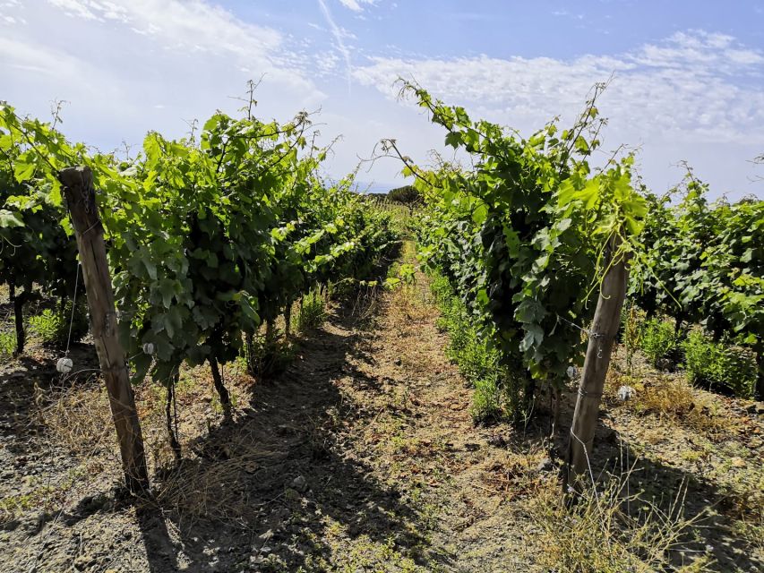 Tuscany: Ripalte Design Winery Wine and Cheese Tasting Tour - Three wines and a proper Tuscan aperitif