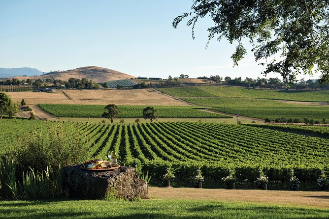 Ultimate Yarra Valley Chandon, Soumah & De Bortoli Cheese & Wine - The views and the chance of seeing kangaroos