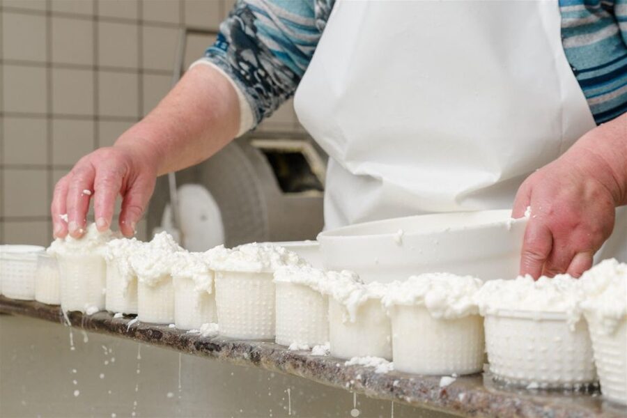 Vico Equense: Tour in the dairy "Mozzarella Experience" - The cheeses you get to taste