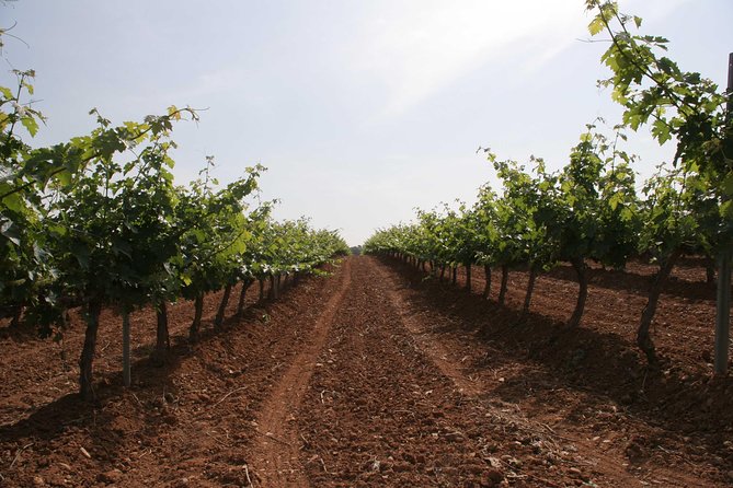 Visit and wine tasting with sausage and BODEGA PIRINEOS cheese - Value at $24.14 per person