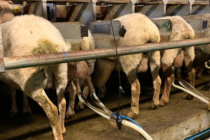 Visit San Sebastian and a Family Cheese Farm with Tasting (From Bilbao) - Three hours around La Concha and the Old Town