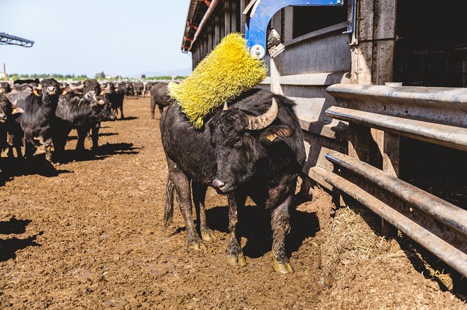 Visit to the Bufale and Dairy farm with cheese tasting - Key points to know before booking