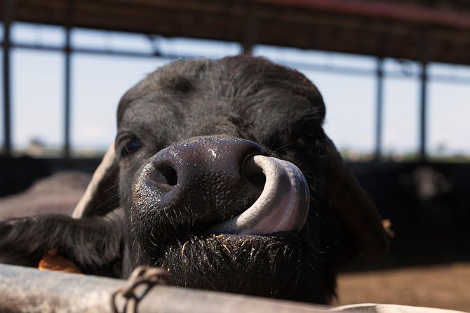 Visit to the Bufale and Dairy farm with cheese tasting - A buffalo farm visit with a practical purpose