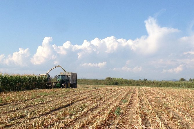 Visit to the Bufale and Dairy farm with cheese tasting - Is $78.19 a fair price?