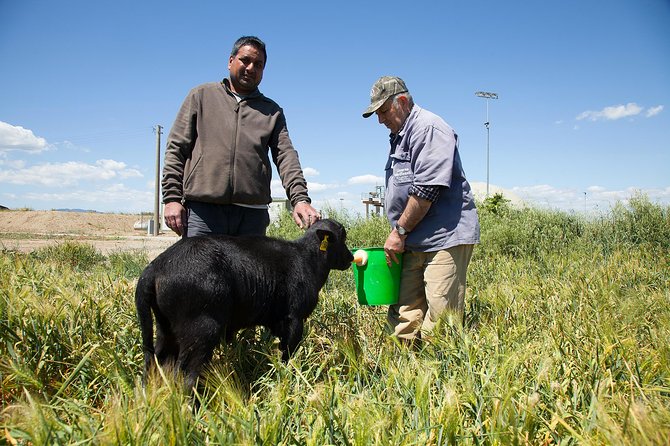 Visit to the Bufale and Dairy farm with cheese tasting - Who will enjoy this farm tour most?
