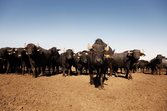 Visit to the Bufale and Dairy farm with cheese tasting - Starting at 9:00 a.m. in Grosseto province