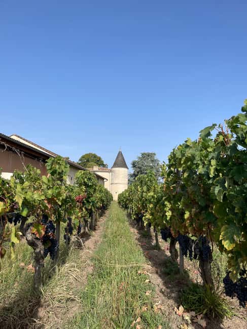 Visit to the property and wine/cheese pairing workshop - Walking the vines and learning the estate’s approach