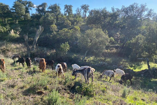 Walk in the Hills with Goat Herder-Local Honey, Wine and Cheese Tasting - Key points to know