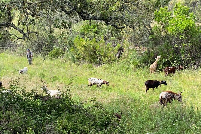 Walk in the Hills with Goat Herder-Local Honey, Wine and Cheese Tasting - A different side of the Algarve at 2:30 pm