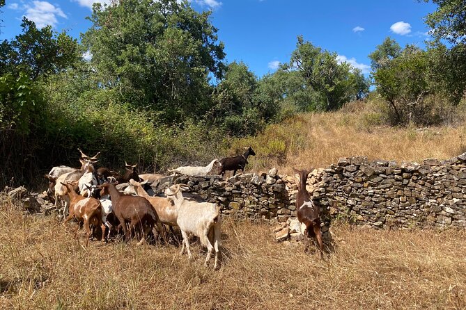 Walk in the Hills with Goat Herder-Local Honey, Wine and Cheese Tasting - Walking beside the goats and herder