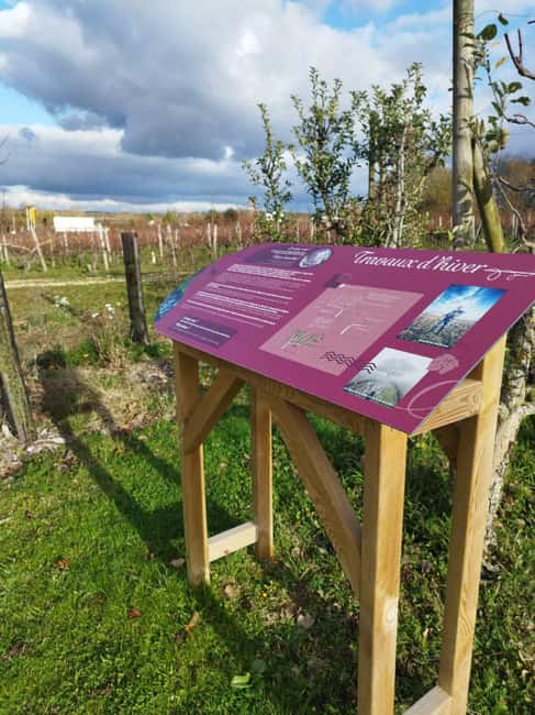 Wine and Cheese experience - Eight Chinon wines, eight local cheeses