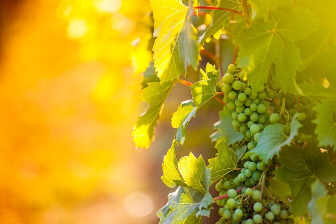Wine, Cheese, Chocolate 6 Hour Tasting Tour with Lunch - Five wineries in six hours