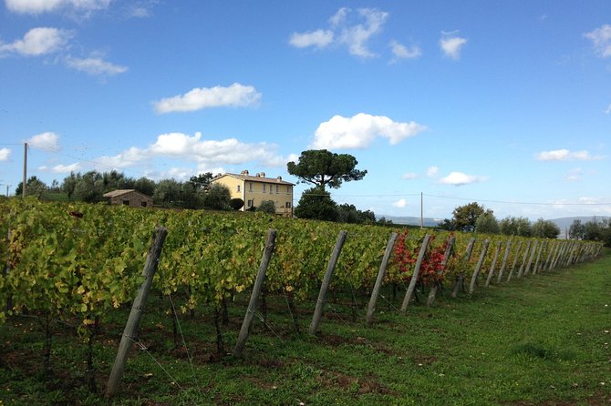 Winery tour and wine & cheese tasting - The Etruscan tuff-stone barrel room
