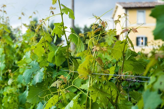 Winery tour and wine & cheese tasting - Should you book the Madonna del Latte tasting?