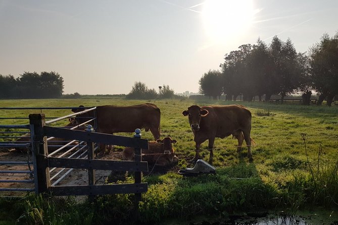 Zaanse Schans and Volendam Private Tour – Clogs, Cheese and More - Volendam, from fishing village to busy harbor