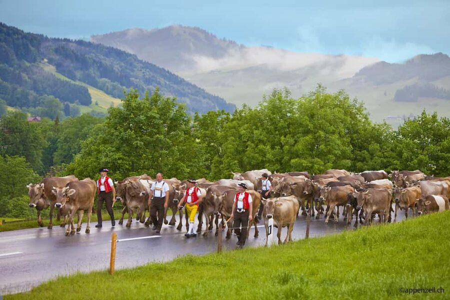 Zurich Open-top Tour and Chocolate and Cheese Countryside - Guided tour or independent sightseeing?