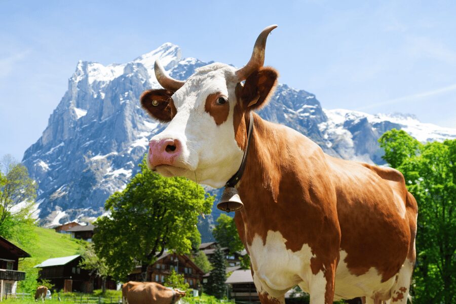 Zurich: Rhine Falls, Chocolate & Cheese Factory Day Trip - The Zurich return is the day’s awkward part